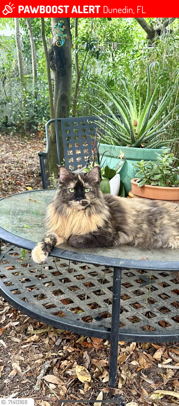 Lost Female Cat last seen Vine and Virginia , Dunedin, FL 34698
