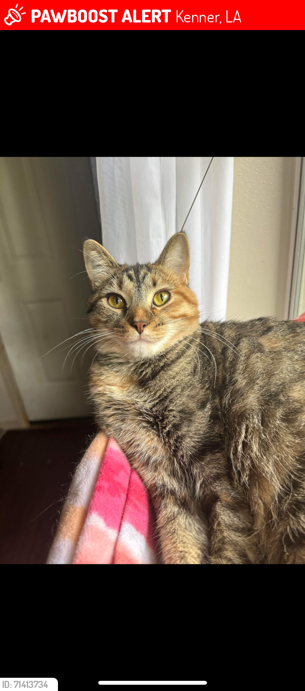 Lost Female Cat last seen veterans blvd, Kenner, LA 70062