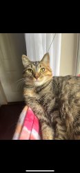 Lost Female Cat last seen veterans blvd, Kenner, LA 70062