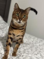 Reunited Male Cat last seen Sw 97 th Ct, Miami, FL 33165