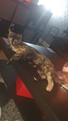 Lost Female Cat last seen Chain rd blackley, Greater Manchester, England M9