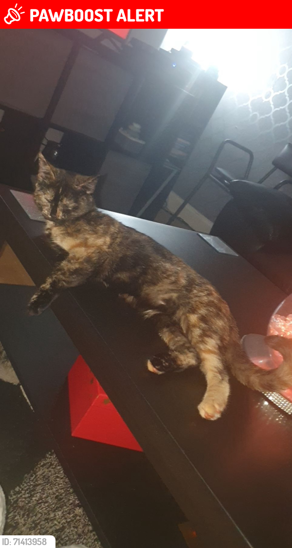 Lost Female Cat last seen Chain rd blackley, Greater Manchester, England M9