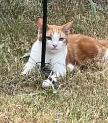 Lost Male Cat last seen Crimson Creek dr/ Red creek dr. Cordova , Memphis, TN 38016