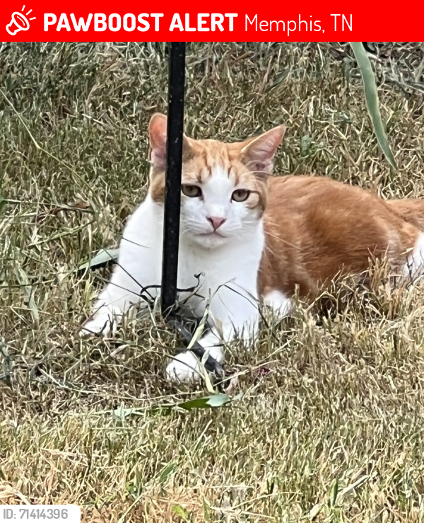 Lost Male Cat last seen Crimson Creek dr/ Red creek dr. Cordova , Memphis, TN 38016