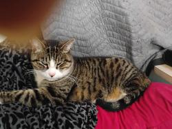 Lost Female Cat last seen Near Hackensack High School , Hackensack, NJ 07601
