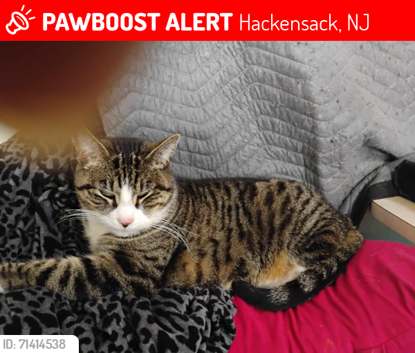 Lost Female Cat last seen Near Hackensack High School , Hackensack, NJ 07601