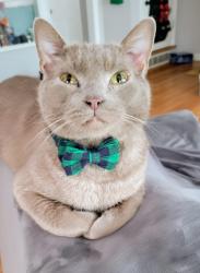 Lost Male Cat last seen Parkdale ave and Glenridge Rd, Clayton, MO 63105