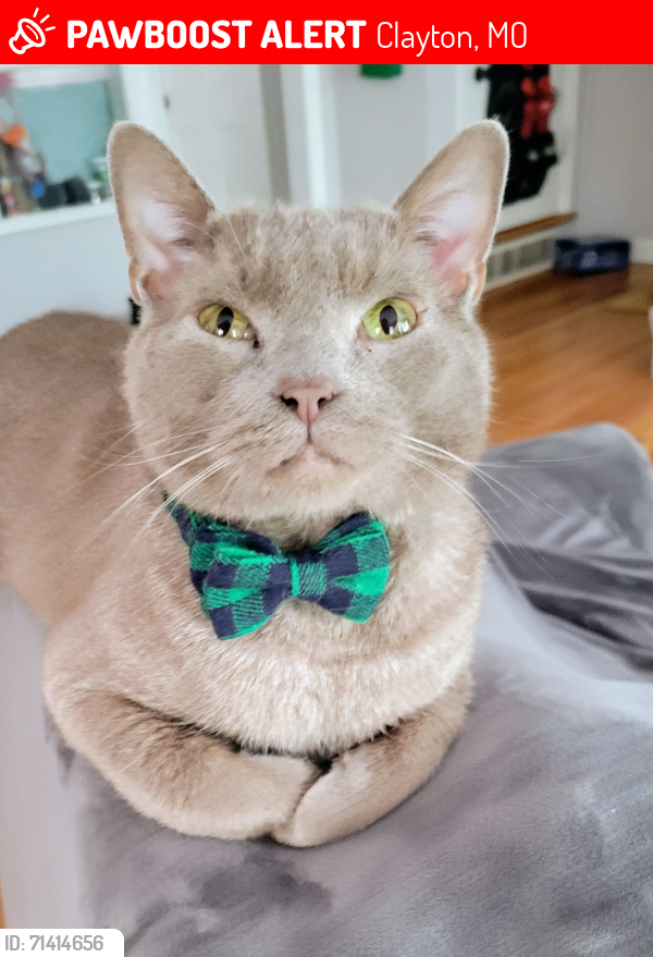 Lost Male Cat last seen Parkdale ave and Glenridge Rd, Clayton, MO 63105