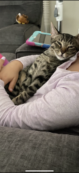 Lost Male Cat last seen Gaslite est, Louisville, KY 40220