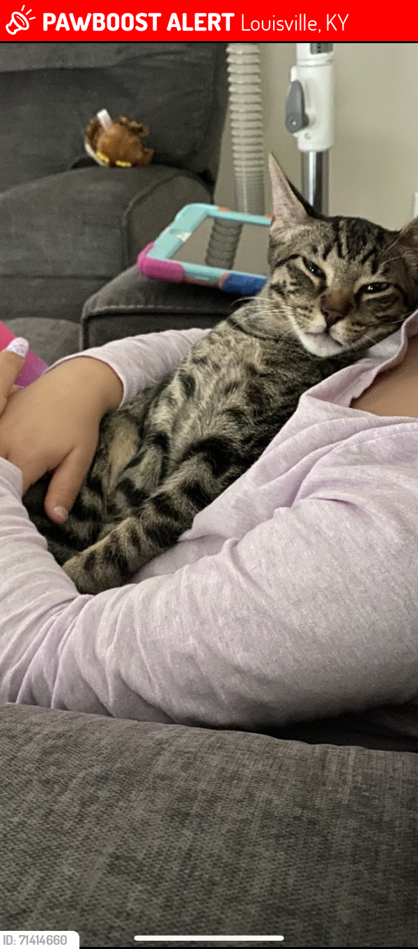 Lost Male Cat last seen Gaslite est, Louisville, KY 40220
