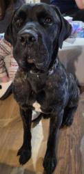 Lost Male Dog last seen Pecan Street & Highway 47, Wills Point, TX 75169