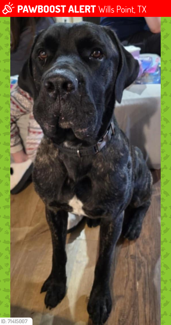 Lost Male Dog last seen Pecan Street & Highway 47, Wills Point, TX 75169