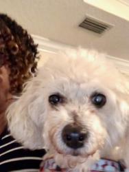 Lost Male Dog last seen River run Hidden Lake ests, Jacksonville, FL 32218