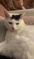 Lost Male Cat last seen E6 6AY, Greater London, England E6 6AY