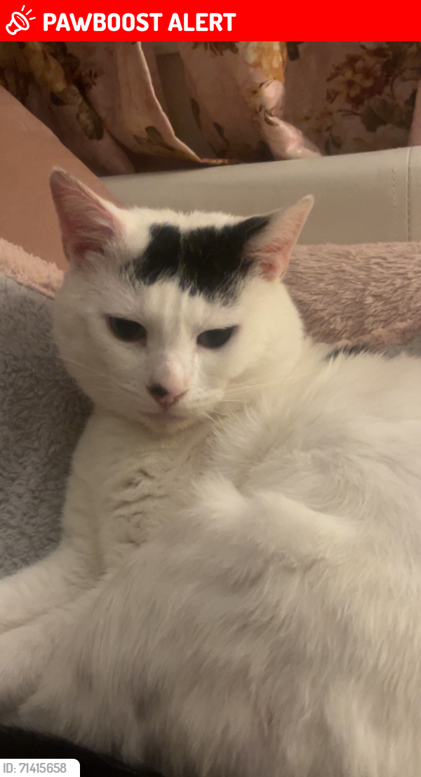Lost Male Cat last seen E6 6AY, Greater London, England E6 6AY