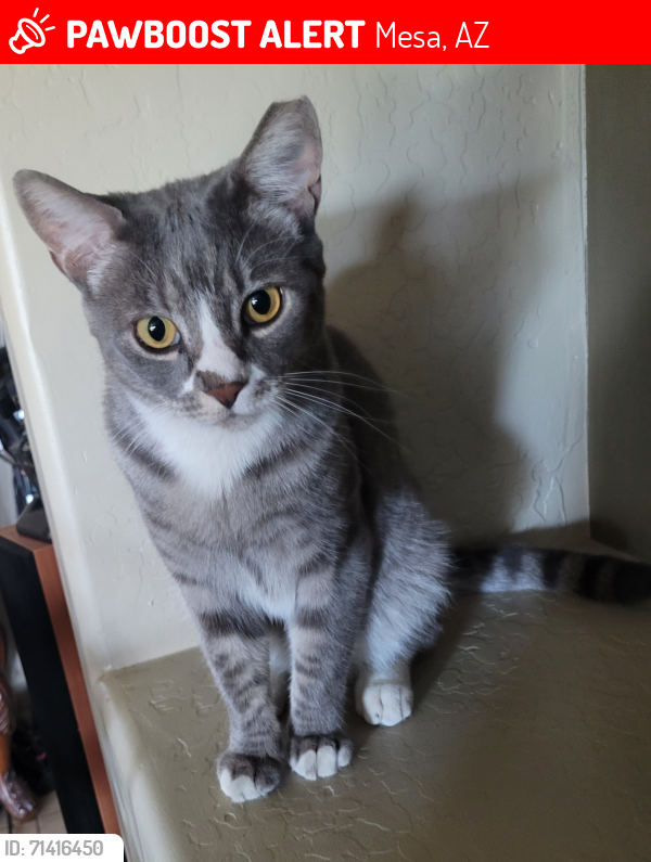 Lost Male Cat last seen Highland Elementary school, Mesa, AZ 85213