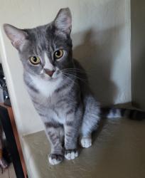 Lost Male Cat last seen Highland Elementary school, Mesa, AZ 85213