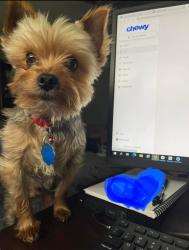Lost Male Dog last seen Josey and Peter’s Colony , Carrollton, TX 75007