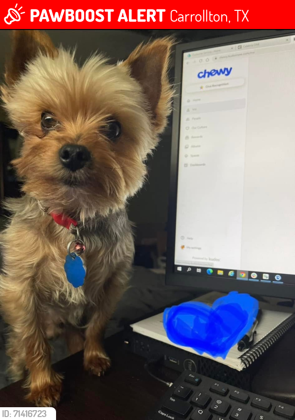 Lost Male Dog last seen Josey and Peter’s Colony , Carrollton, TX 75007