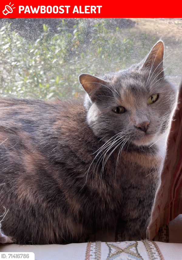 Lost Female Cat last seen Old Creek Rd & Manning Rd, Chesterfield, BA, Chesterfield County, VA 23832