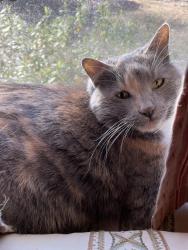 Lost Female Cat last seen Old Creek Rd & Manning Rd, Chesterfield, BA, Chesterfield County, VA 23832