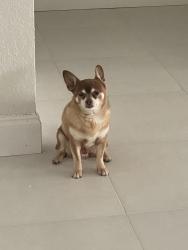 Lost Male Dog last seen Hypoluxo Road & Cardinal Lane, Lantana, FL 33462