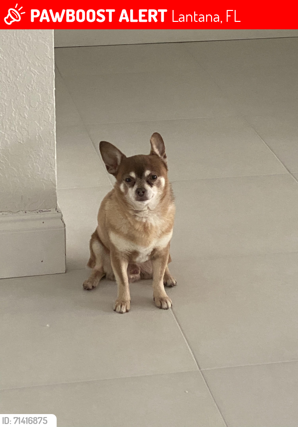 Lost Male Dog last seen Hypoluxo Road & Cardinal Lane, Lantana, FL 33462