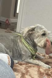 Lost Female Dog last seen Crisp dr, Irving, TX 75061