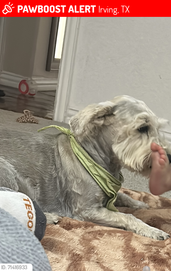 Lost Female Dog last seen Crisp dr, Irving, TX 75061