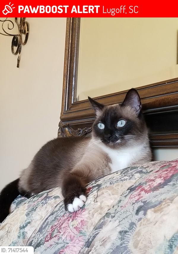Lost Female Cat last seen Bennington Dr, Kershaw County, SC 29078