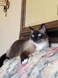 Lost Female Cat last seen Bennington Dr, Kershaw County, SC 29078