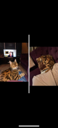 Lost Male Cat last seen Cwmfelin maesteg, Bridgend County Borough, Wales CF34 9LB