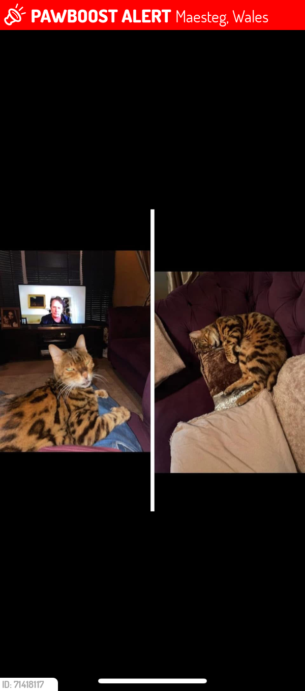 Lost Male Cat last seen Cwmfelin maesteg, Bridgend County Borough, Wales CF34 9LB
