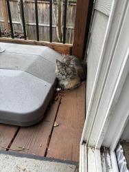 Lost Female Cat last seen Fisher’s Landing SE 38th St and SE 179th Ave, Vancouver, WA 98683