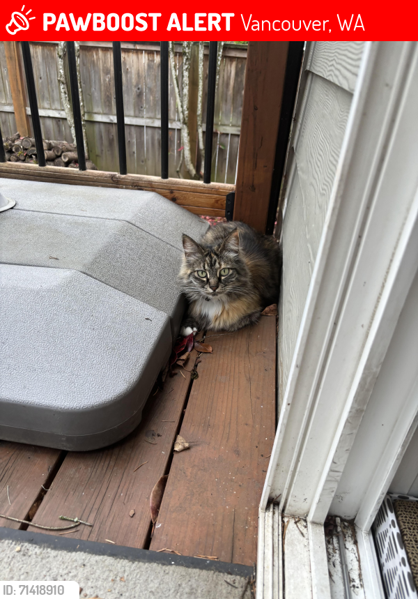 Lost Female Cat last seen Fisher’s Landing SE 38th St and SE 179th Ave, Vancouver, WA 98683