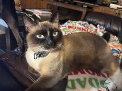 Lost Female Cat last seen Palmetto and Casler Ave across from Clearwater fundamental, Clearwater, FL 33755