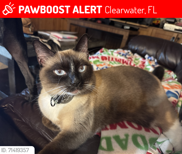 Lost Female Cat last seen Palmetto and Casler Ave across from Clearwater fundamental, Clearwater, FL 33755