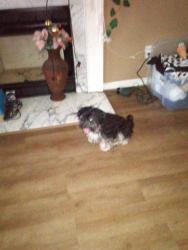 Lost Male Dog last seen Or Shannon apts.or by boost Mobil charlie C's in Zebulon, Zebulon, NC 27597