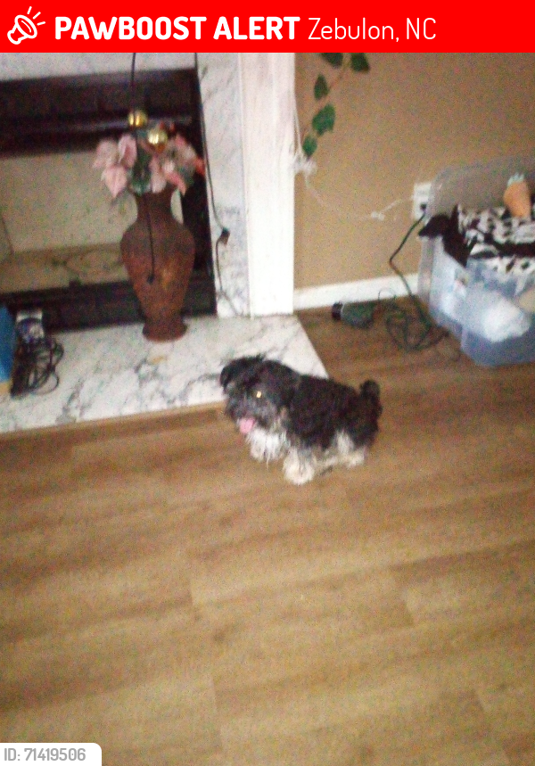 Lost Male Dog last seen Or Shannon apts.or by boost Mobil charlie C's in Zebulon, Zebulon, NC 27597