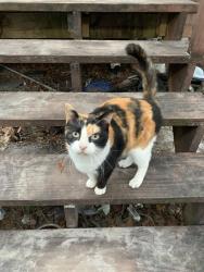 Lost Female Cat last seen Pepper St & Allen Road, Zephyrhills, FL 33541
