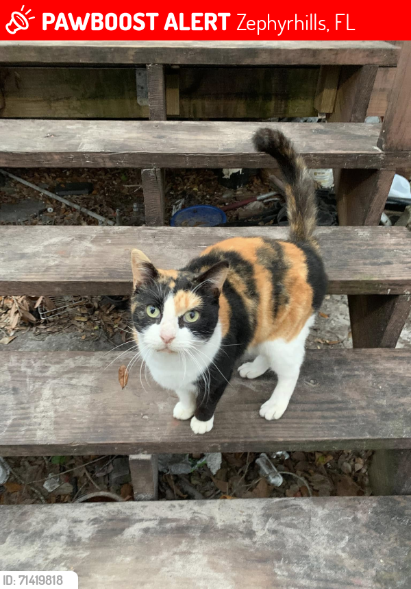 Lost Female Cat last seen Pepper St & Allen Road, Zephyrhills, FL 33541
