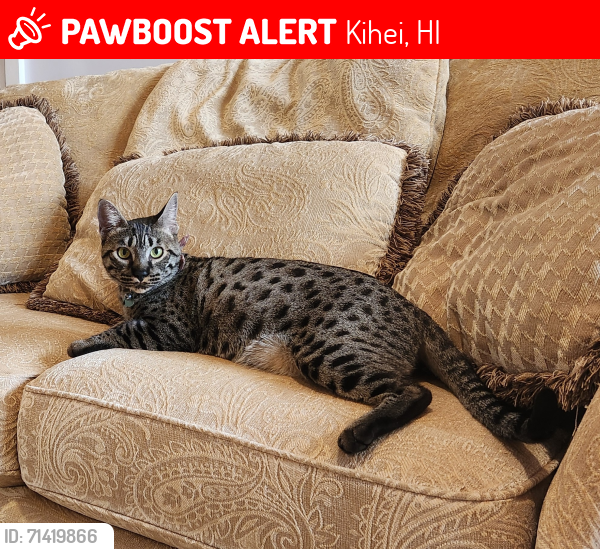 Lost Female Cat last seen Hale Pi'ilani park, North Kihei, Kihei, HI 96753