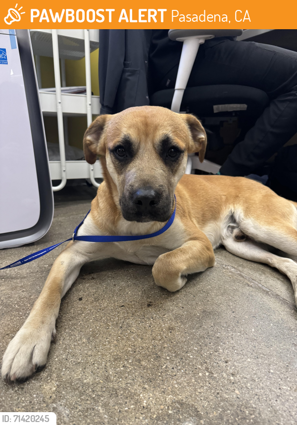 Found/Stray Male Dog last seen Foothill blvd, Pasadena, CA 91101