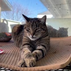 Lost Female Cat last seen Babcock and Vine, Visalia, CA 93292