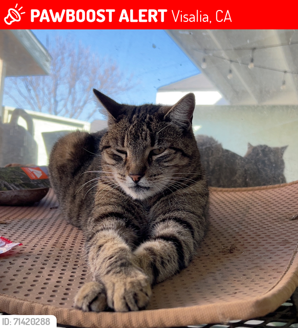 Lost Female Cat last seen Babcock and Vine, Visalia, CA 93292