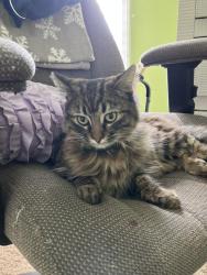 Lost Female Cat last seen 211th St and Y Highway, Belton, MO 64012