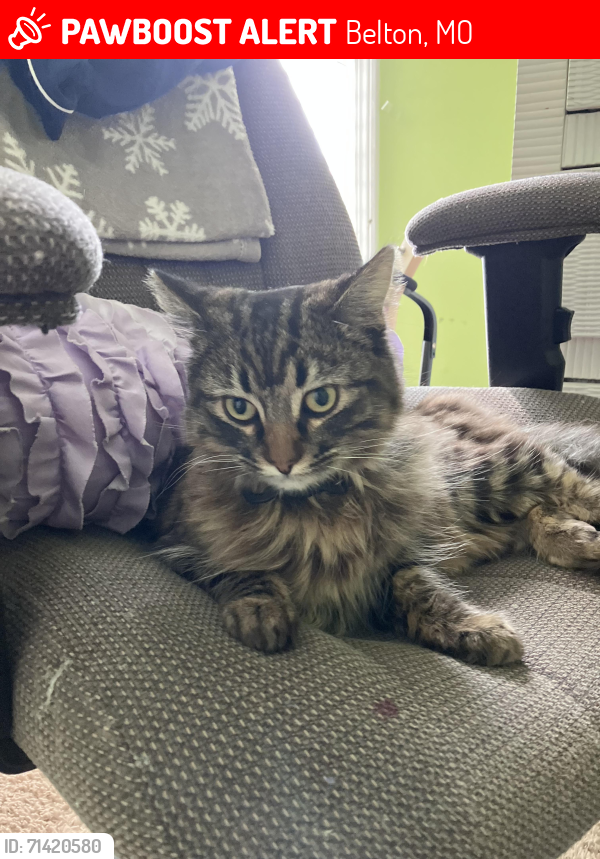 Lost Female Cat last seen 211th St and Y Highway, Belton, MO 64012