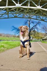 Lost Male Dog last seen W bewick street by Biddison and willing ave, Fort Worth, TX 76110