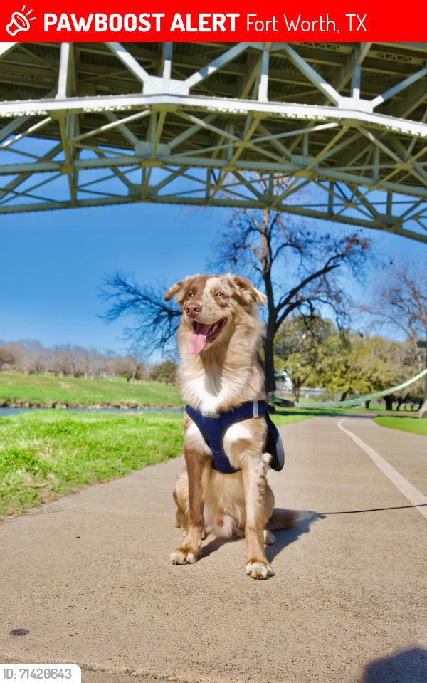 Lost Male Dog last seen W bewick street by Biddison and willing ave, Fort Worth, TX 76110