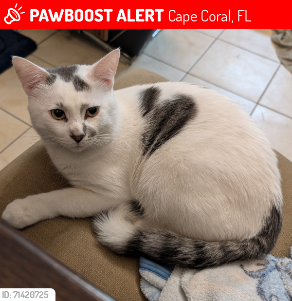 Lost Male Cat last seen Lowe's, del Prado linear park, Cape Coral, FL 33909